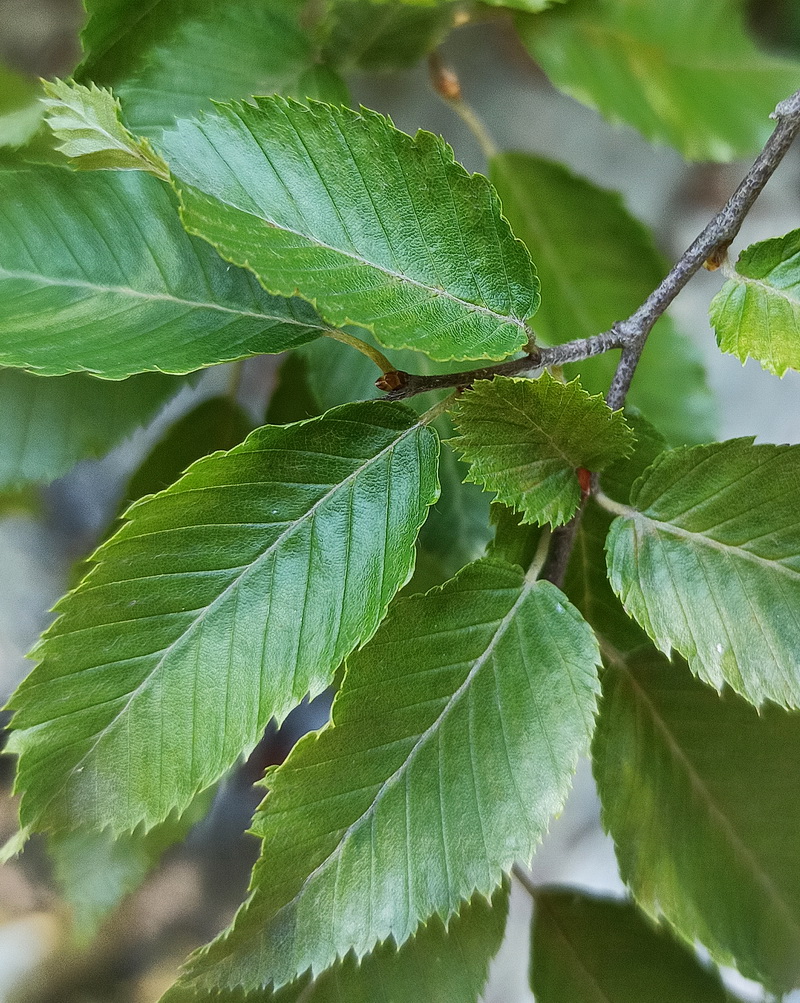 Изображение особи Carpinus orientalis.