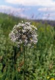 Allium decipiens. Соцветие. Ростовская обл., Аксайская степь, окр. хутора Александровка, правый коренной берег р. Аксай. Конец июня 2006 г.