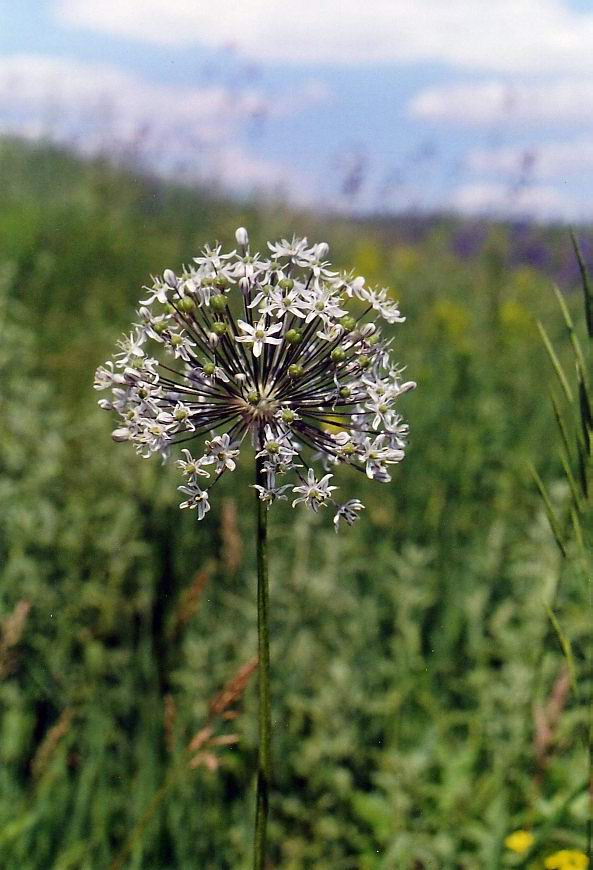 Изображение особи Allium decipiens.