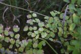 Thalictrum minus