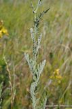 Senecio grandidentatus