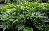 Fatsia japonica