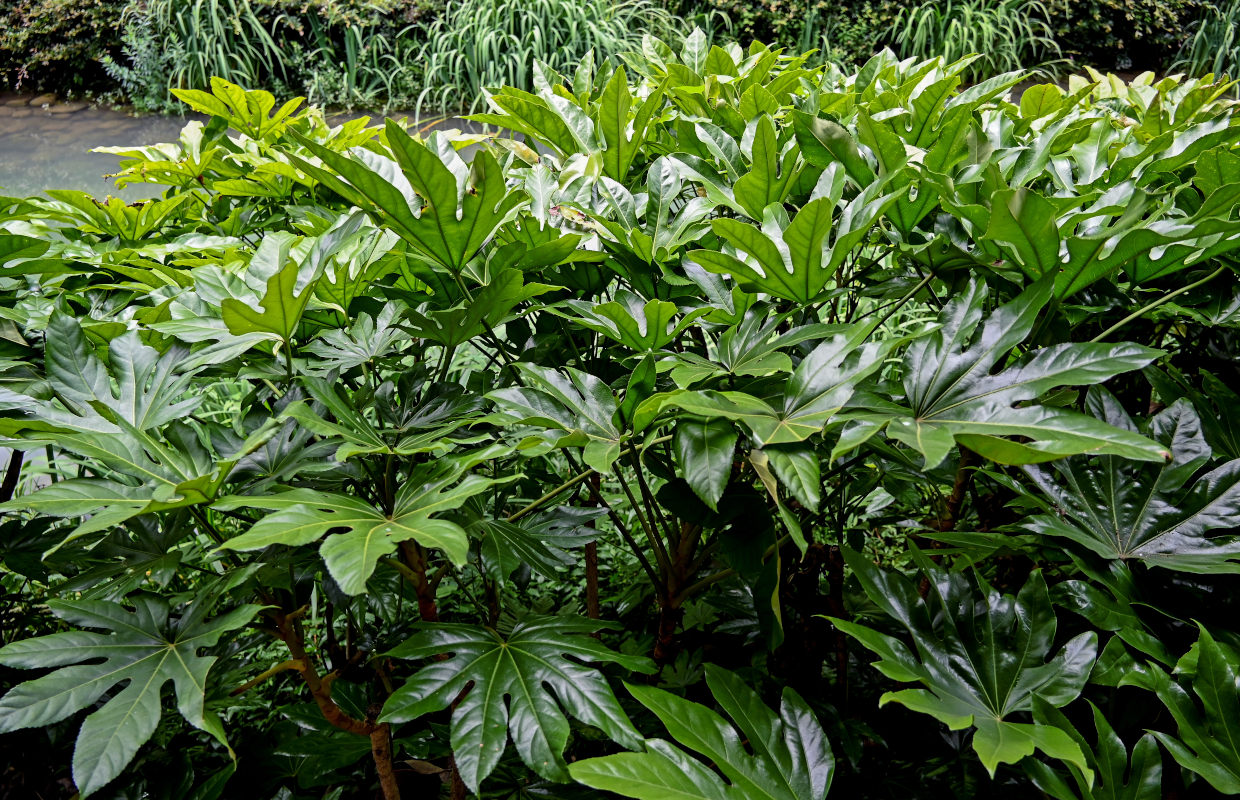 Image of Fatsia japonica specimen.