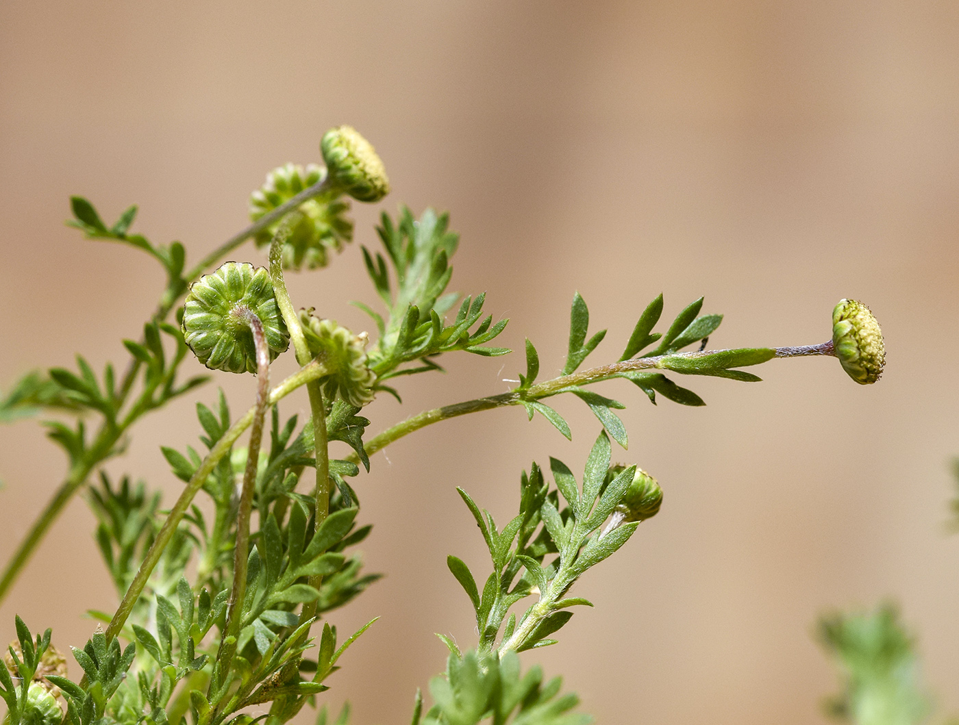 Изображение особи Cotula australis.