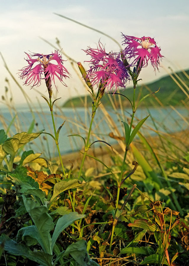 Изображение особи Dianthus superbus.