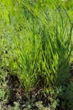genus Tragopogon. Растения с развивающимися соцветиями. Челябинская обл., Кизильский р-н, Кизильское сельское поселение, заросшая клумба ок. придорожного кафе. 27 мая 2024 г.
