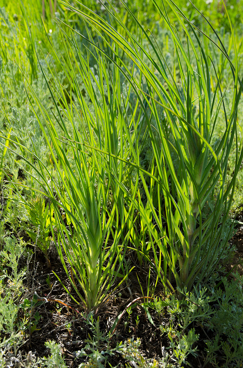 Изображение особи род Tragopogon.