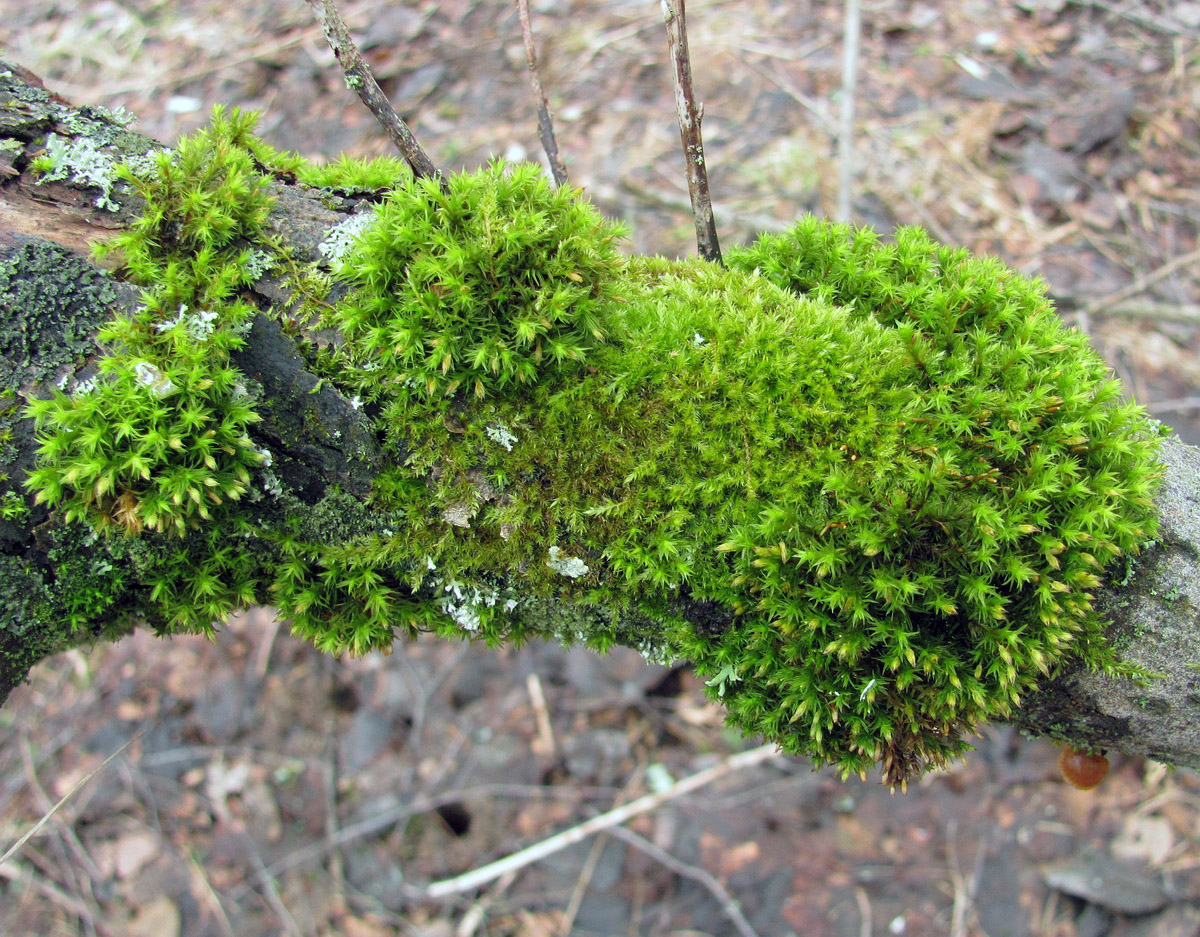 Image of Lewinskya speciosa specimen.