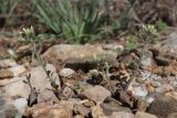 Alyssum smyrnaeum