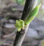Lindera benzoin