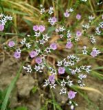 Goniolimon besserianum