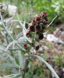 Artemisia tilesii