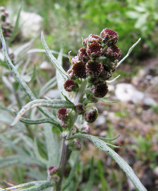 Изображение особи Artemisia tilesii.