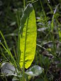 Rumex acetosa. Лист. Кунгурский р-н, окр. с. Плехановское, окр. оз. Осиновое, берёзовая роща. 25.05.2025.