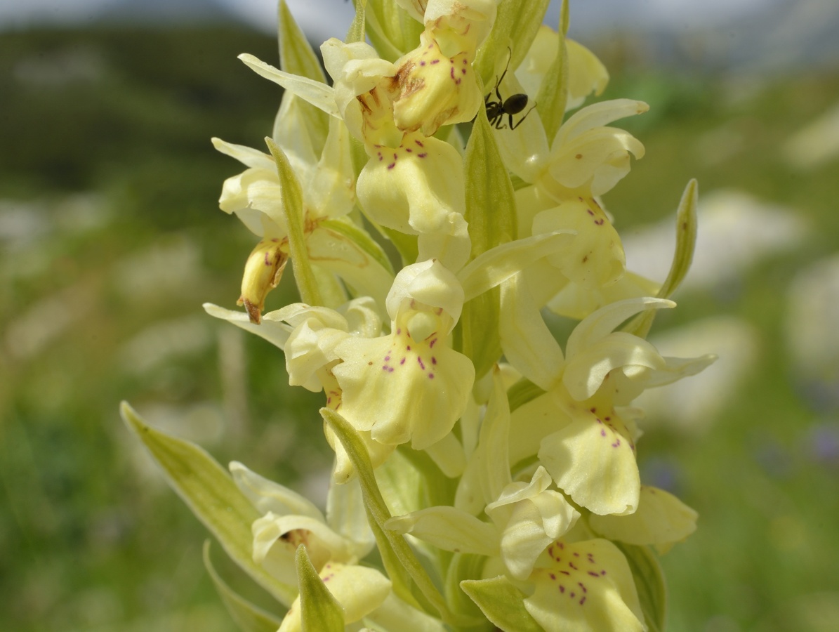 Image of Dactylorhiza sambucina specimen.