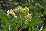 Sambucus williamsii