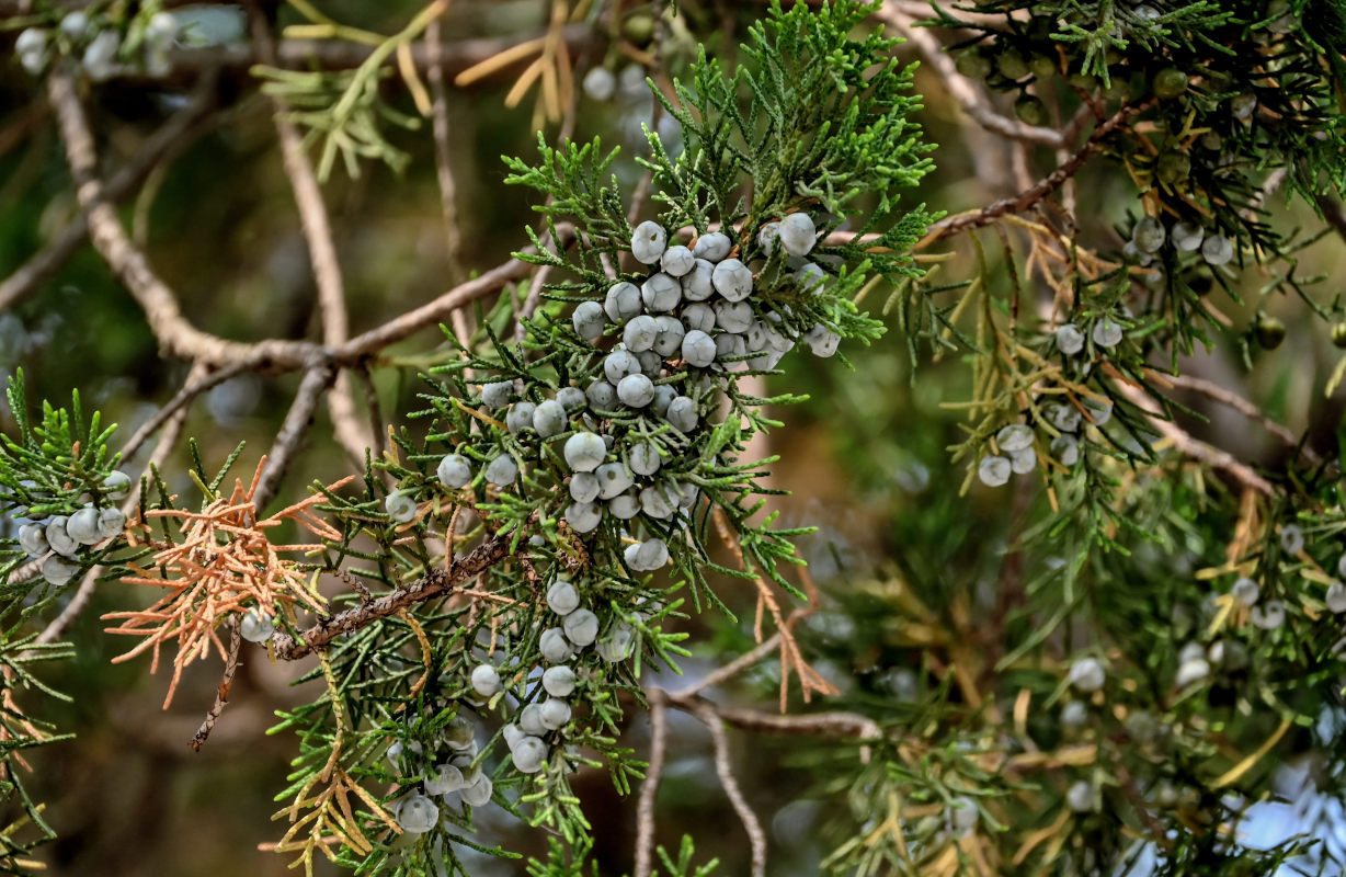 Изображение особи Juniperus chinensis.