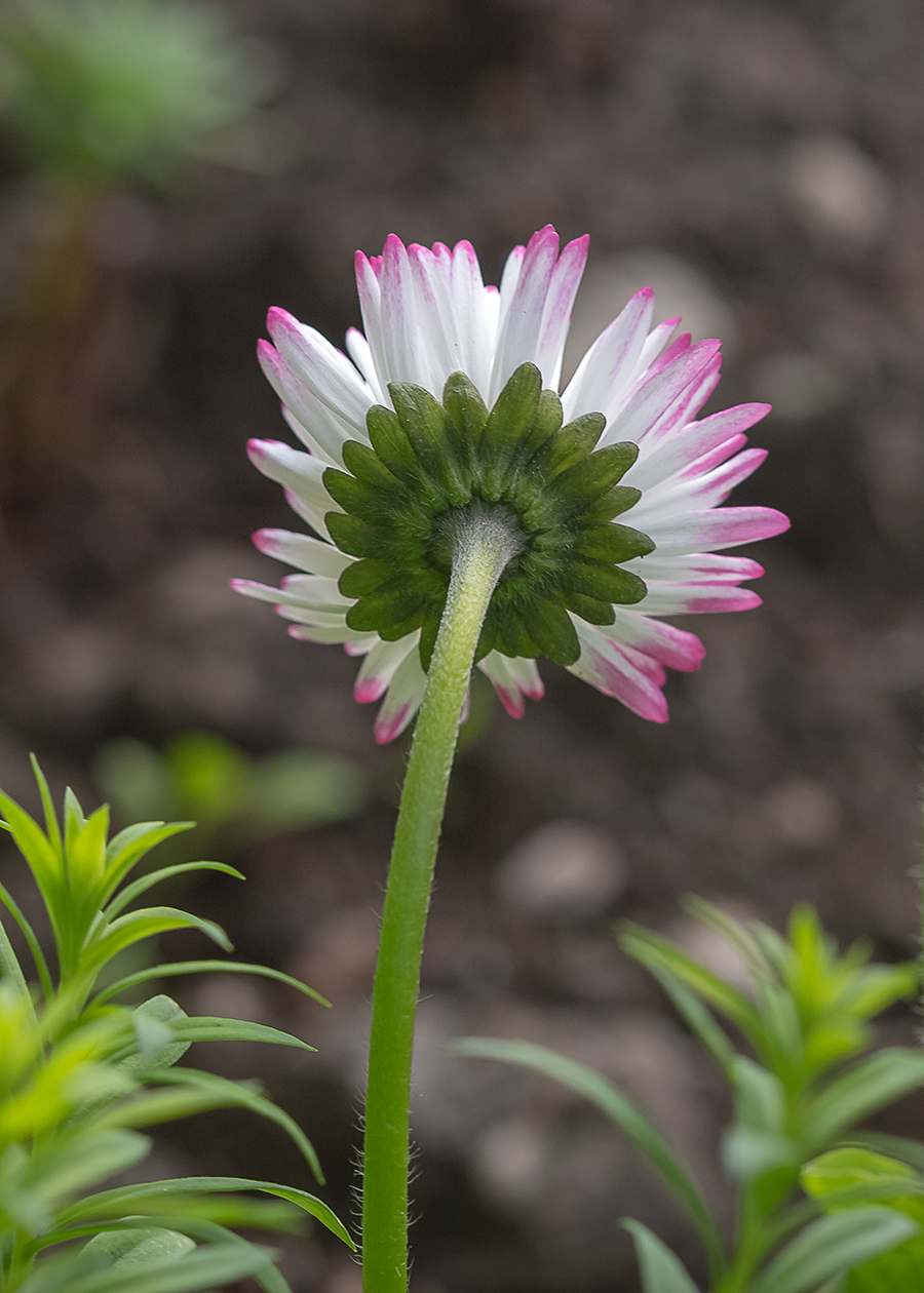 Image of Bellis perennis specimen.