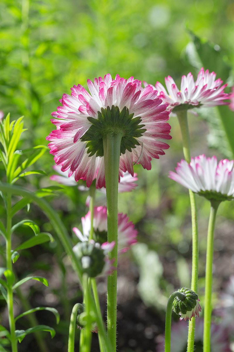 Изображение особи Bellis perennis.