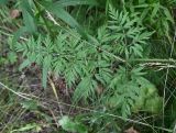 Laserpitium prutenicum