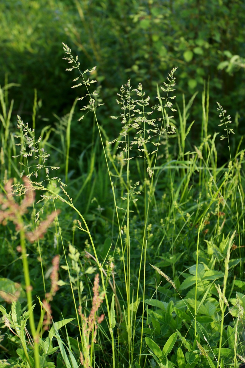 Image of Poa pratensis specimen.