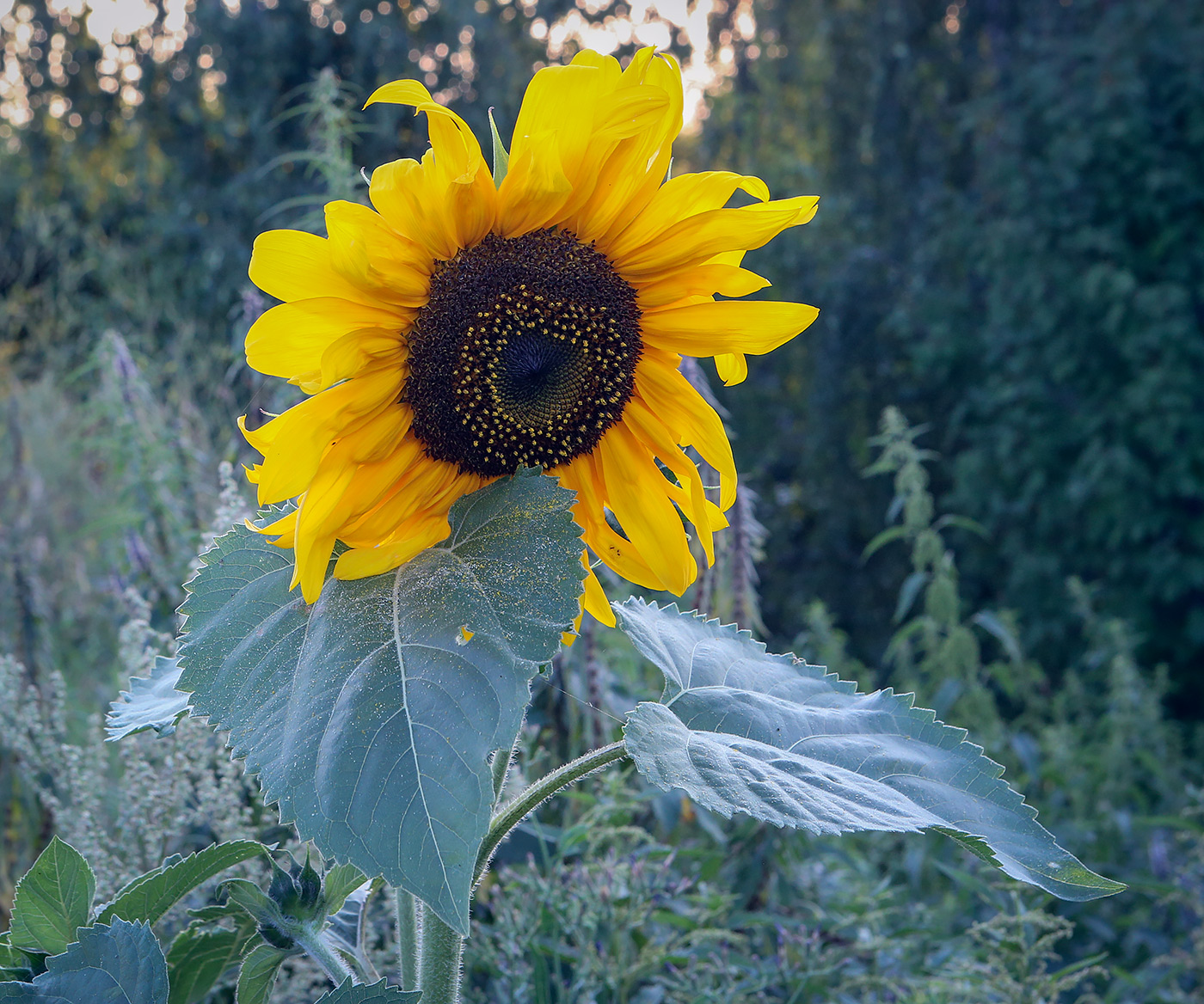 Image of Helianthus annuus specimen.
