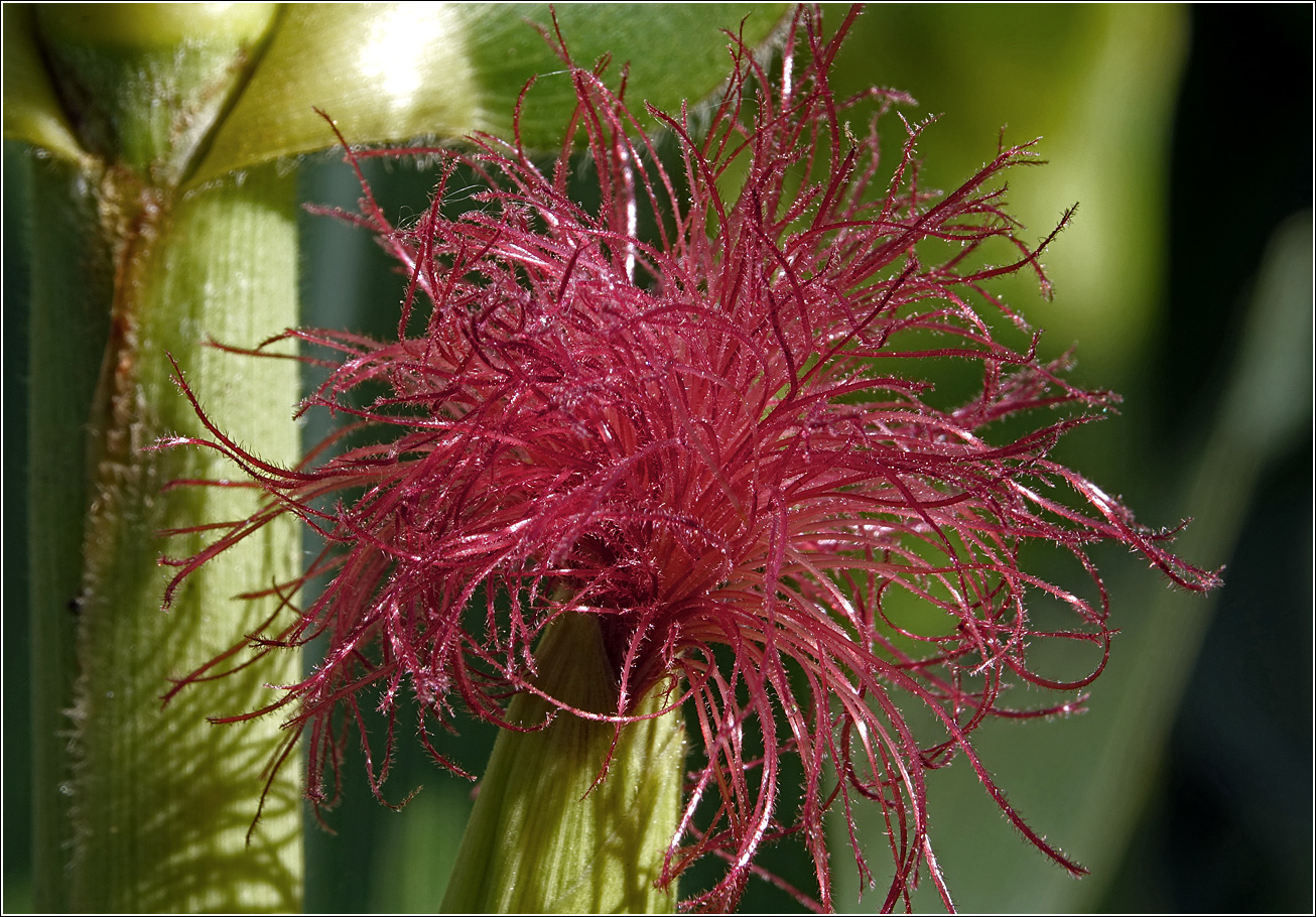 Image of Zea mays specimen.