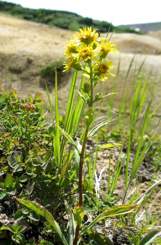 Изображение особи Solidago cuprea.