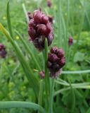 Allium atrosanguineum