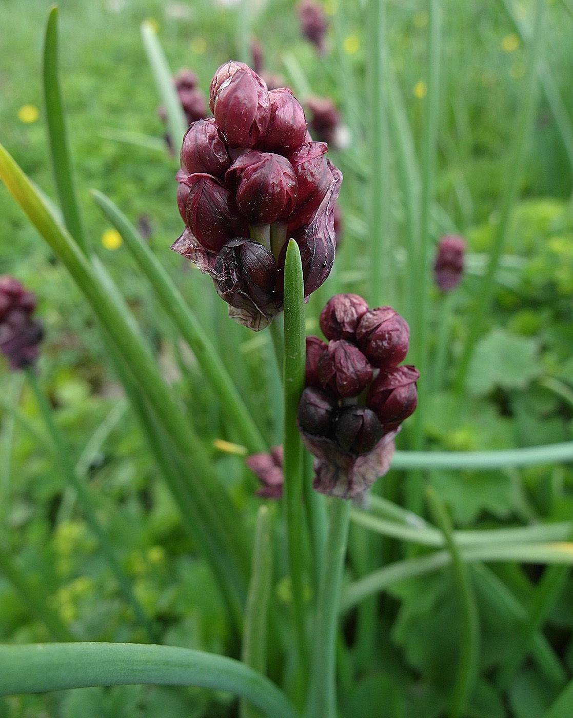 Изображение особи Allium atrosanguineum.
