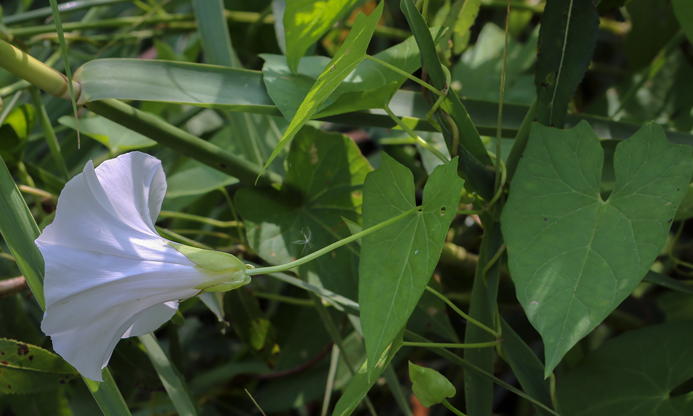 Изображение особи Calystegia sepium.