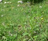 Cynoglossum officinale. Цветущее растение. Кабардино-Балкария, Эльбрусский р-н, дол. р. Адылсу, 1 км ниже альплагеря \"Джантуган\", луг. 17 июня 2025 г.