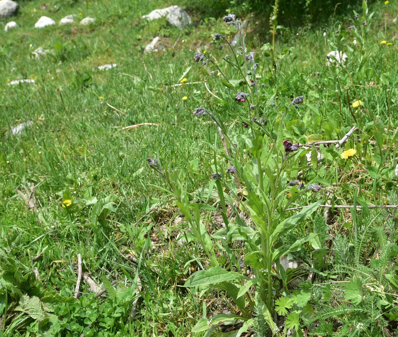 Изображение особи Cynoglossum officinale.