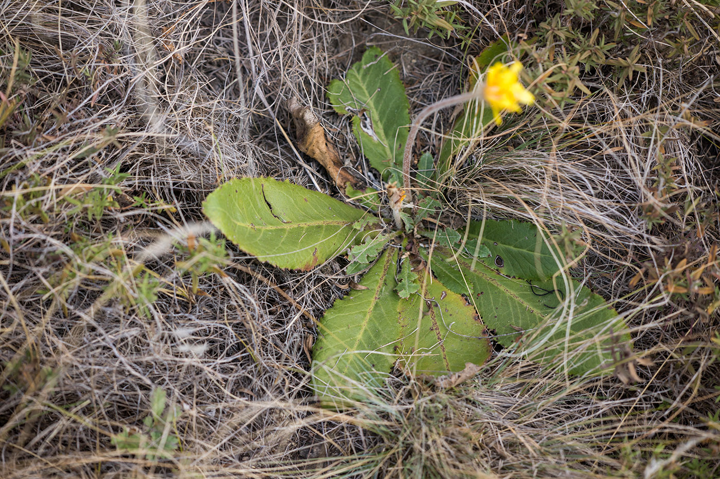Изображение особи Taraxacum serotinum.
