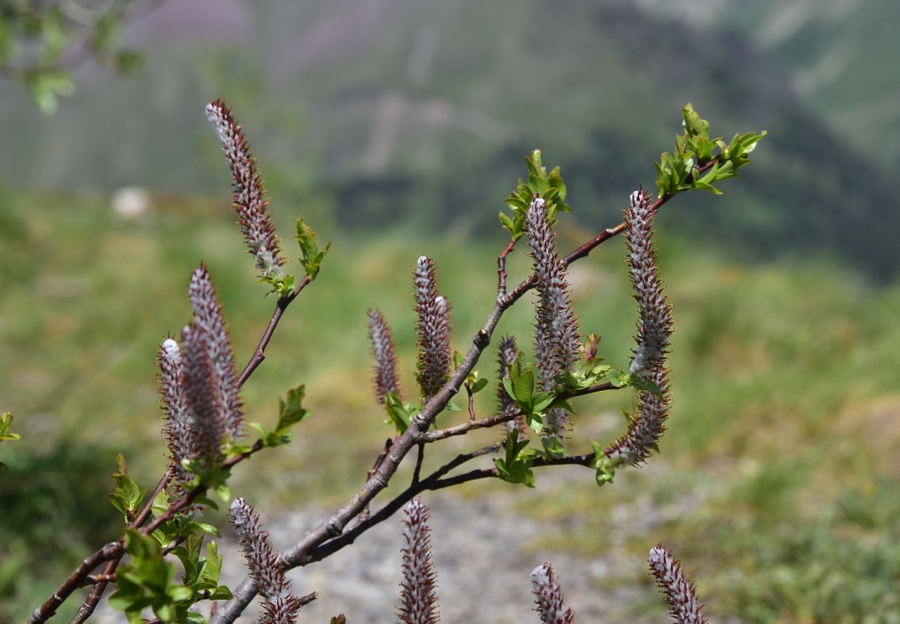 Image of genus Salix specimen.