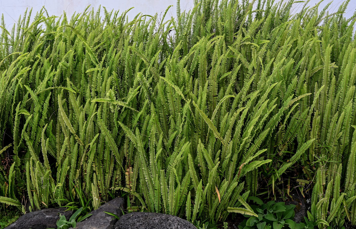 Изображение особи Nephrolepis cordifolia.