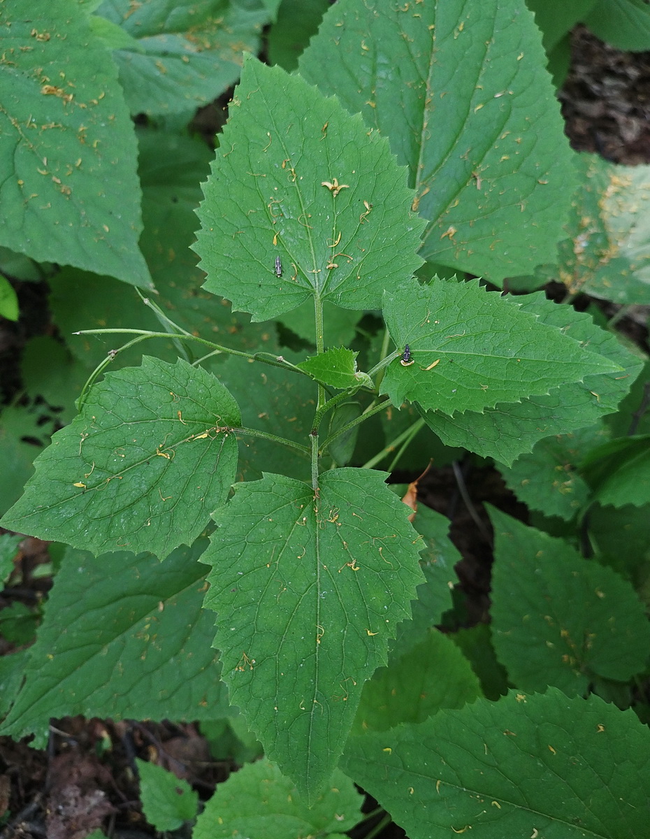 Image of Lunaria rediviva specimen.