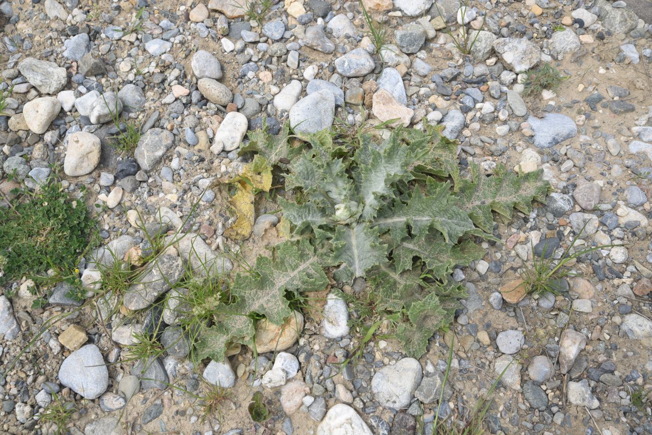 Изображение особи Неопознанный вид.