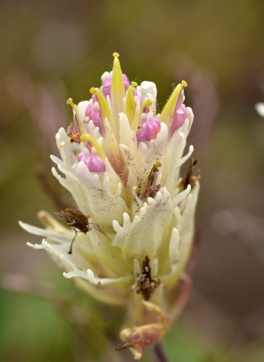 Изображение особи Castilleja pallida.