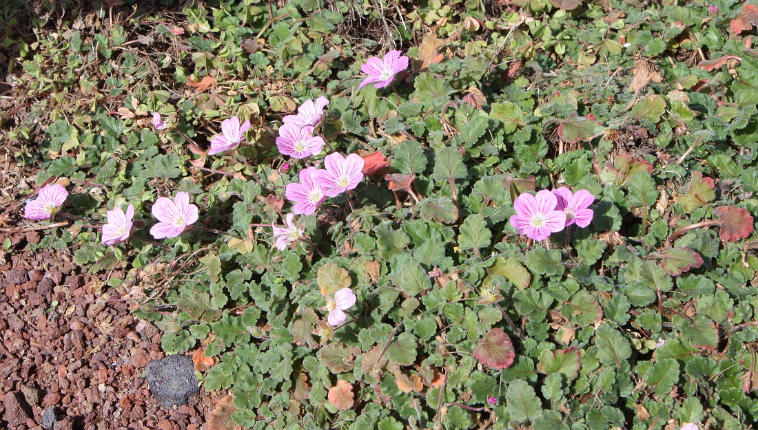 Image of Erodium chamaedryoides specimen.