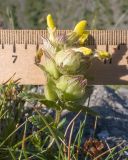 Rhinanthus schischkinii. Верхушка побега с соцветием. Кабардино-Балкария, Черекский р-н, окр. с. Бабугент, северо-восточный склон горы Чегетджара, ≈ 2800 м н.у.м., альпийский луг. 28.07.2025.