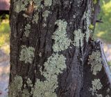 Изображение особи. Автор - Игорь Павлов