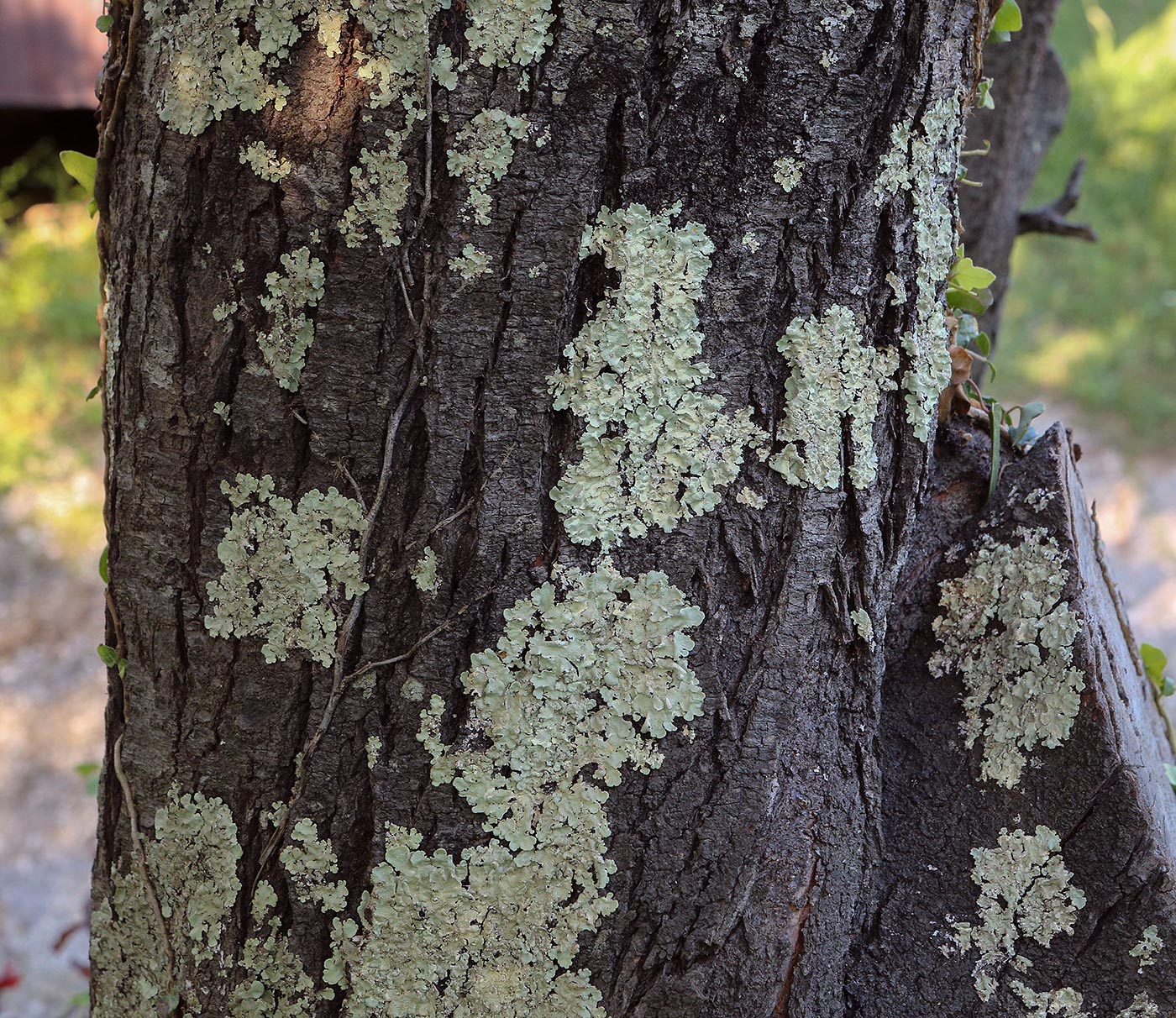 Изображение особи Morus nigra.