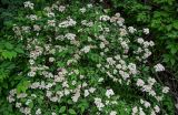 Spiraea rosthornii. Ветви цветущего кустарника. Китай, пров. Шэньси, национальный парк \"Хуашань\", ≈ 2000 м н.у.м., смешанный лес. 02.06.2025.
