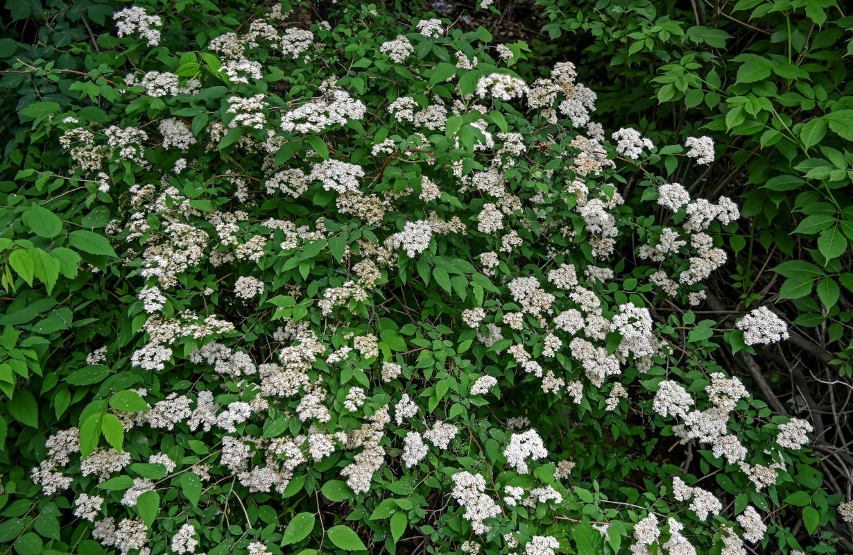Image of Spiraea rosthornii specimen.
