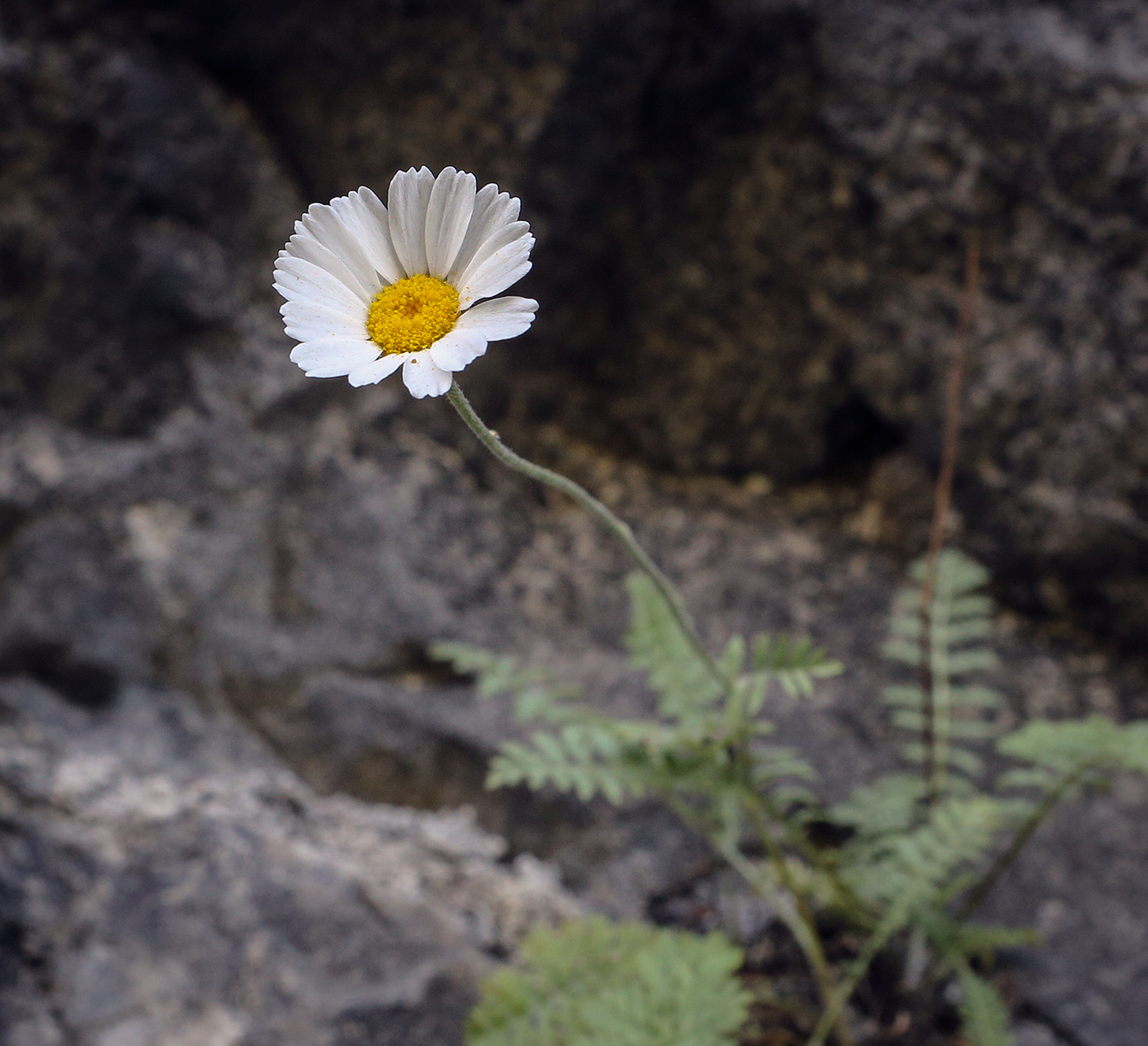 Image of Pyrethrum poteriifolium specimen.