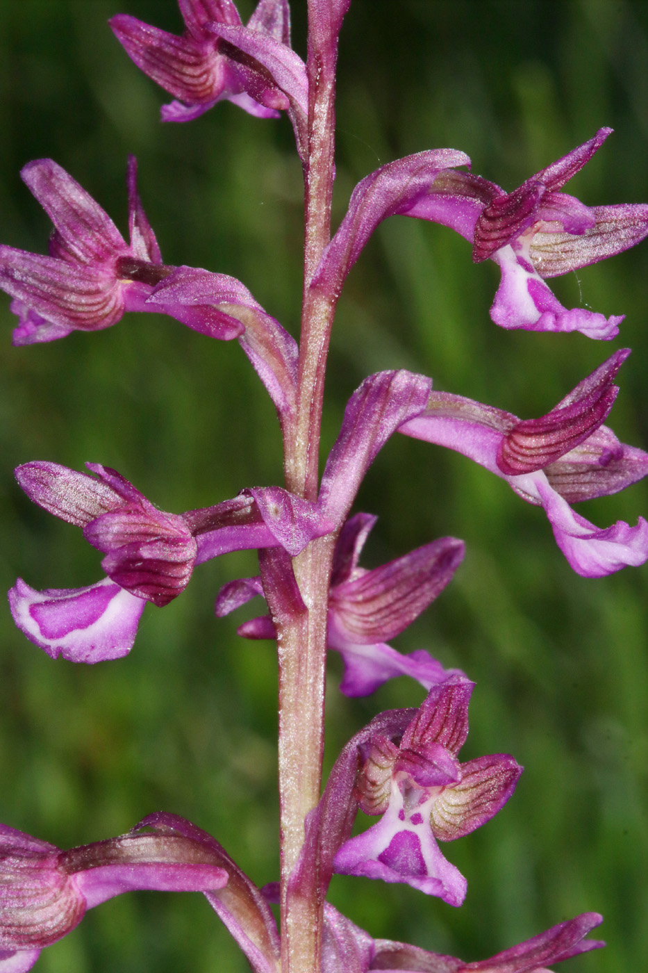Image of Anacamptis &times; gennarii nothosubsp. orientecaucasica specimen.