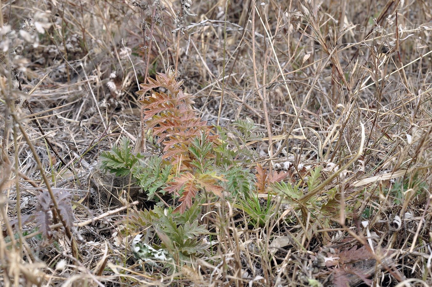 Изображение особи Potentilla chinensis.