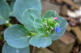 Mertensia maritima. Верхушка побега с бутонами и цветком. Приморский край, о. Русский, п-в Тобизина, морской берег. 05.07.2012.