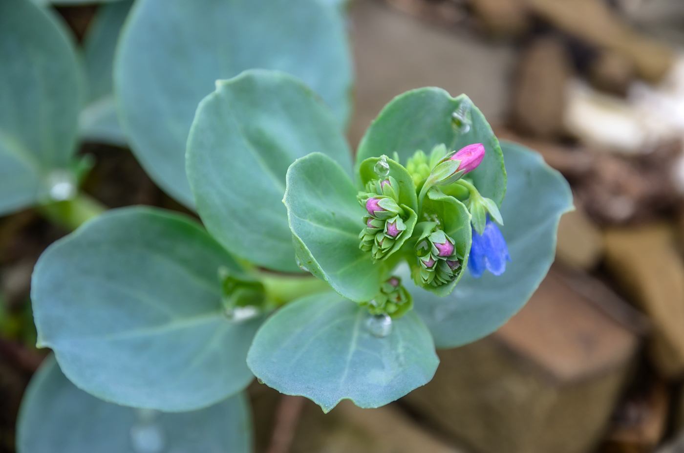 Изображение особи Mertensia maritima.